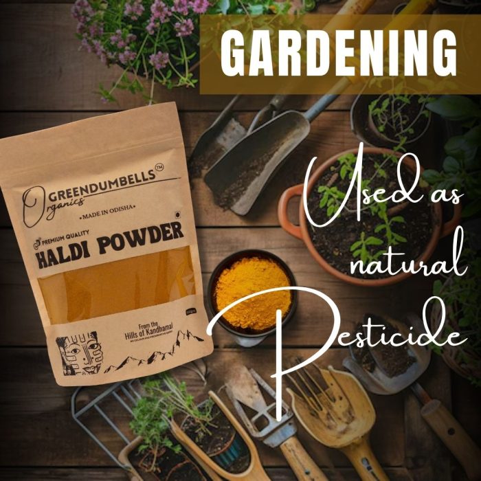 GreenDumbells Organics Turmeric Powder | Haldi | Pasupu Podi – 200 GM - Image 6